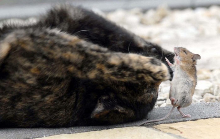 This Cat And Mouse Have A Relationship That Will Surprise You (14 pics)