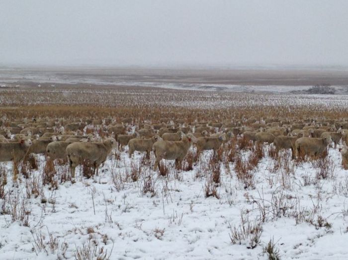 You'll Never Guess How Many Sheep Are In This Picture (4 pics)