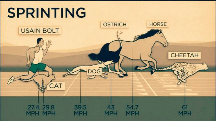Animal Speeds And Strengths Compared To Humans (4 pics)