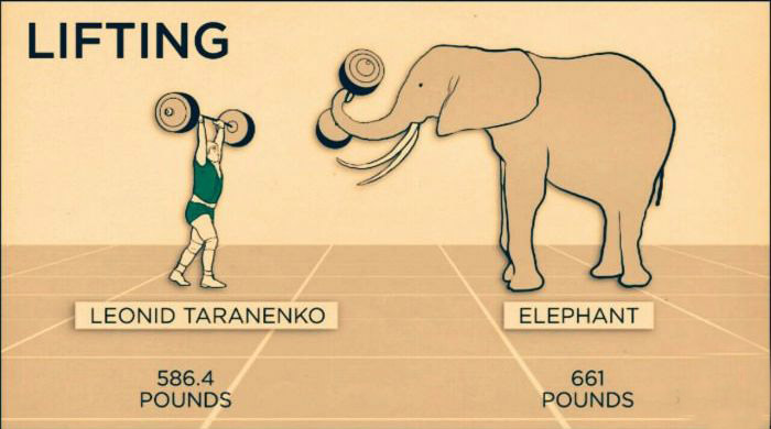 Animal Speeds And Strengths Compared To Humans (4 pics)