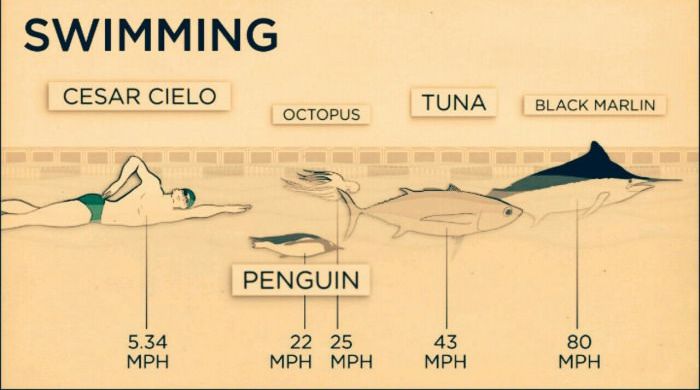 Animal Speeds And Strengths Compared To Humans (4 pics)