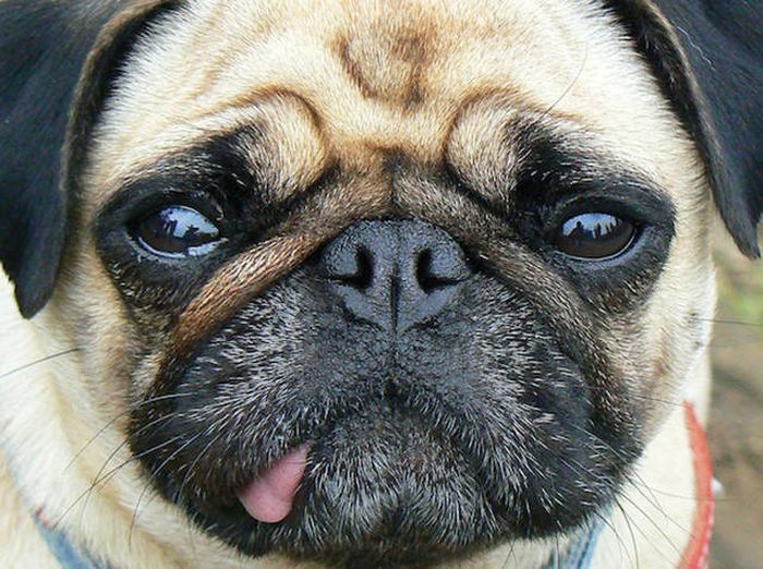 Everything You Ever Wanted To Know About Dogs (9 pics)