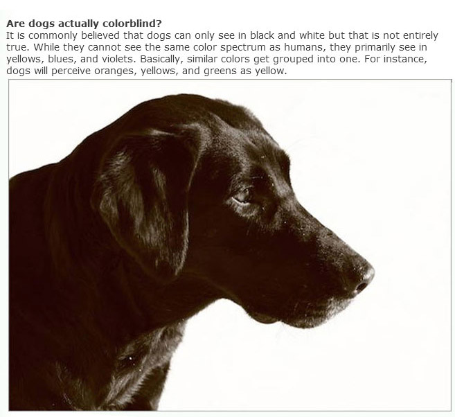 Everything You Ever Wanted To Know About Dogs (9 pics)