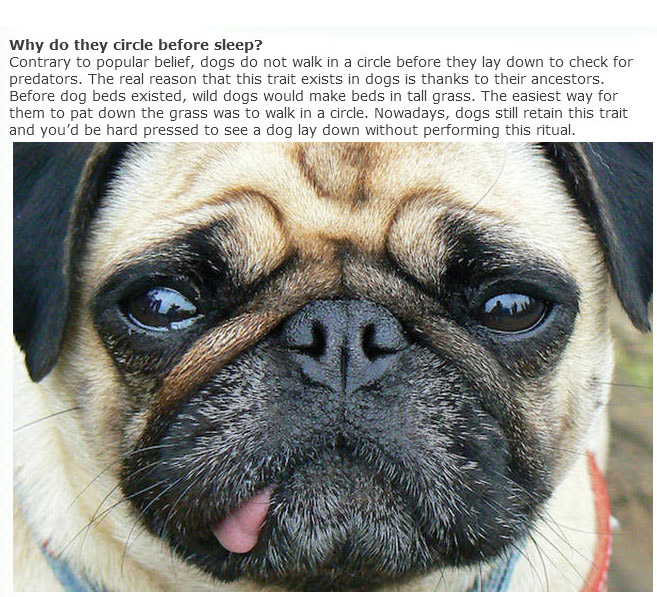 Everything You Ever Wanted To Know About Dogs (9 pics)