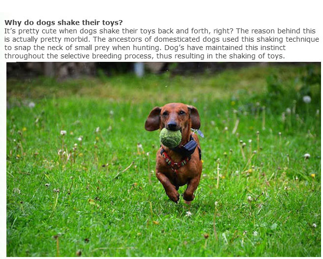 Everything You Ever Wanted To Know About Dogs (9 pics)