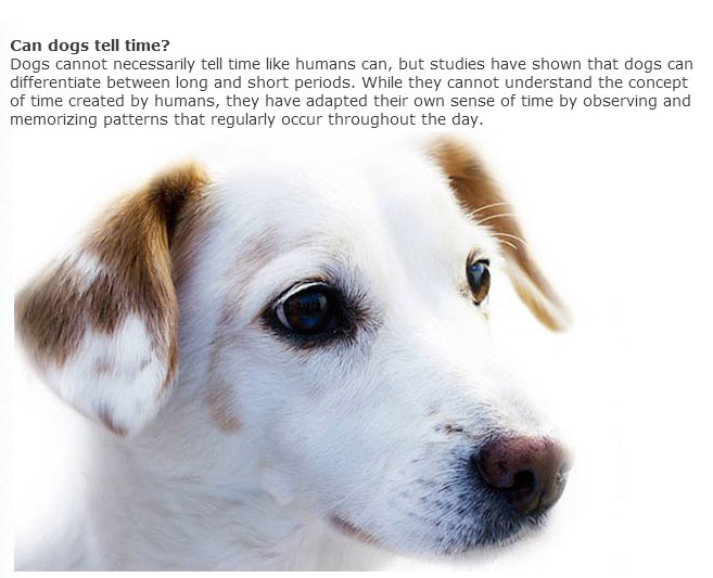 Everything You Ever Wanted To Know About Dogs (9 pics)