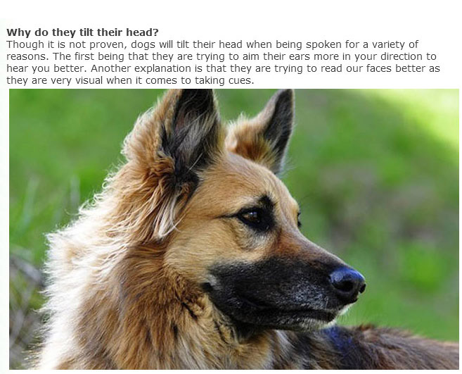 Everything You Ever Wanted To Know About Dogs (9 pics)