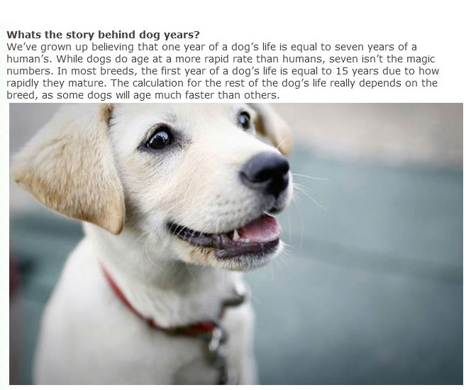 Everything You Ever Wanted To Know About Dogs (9 pics)
