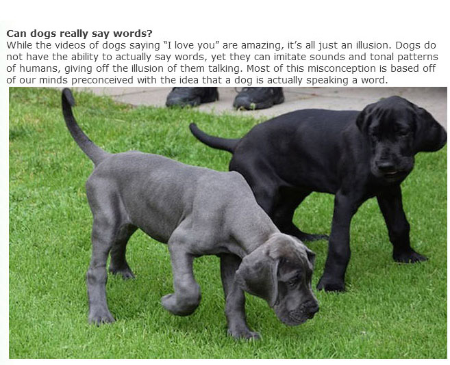 Everything You Ever Wanted To Know About Dogs (9 pics)