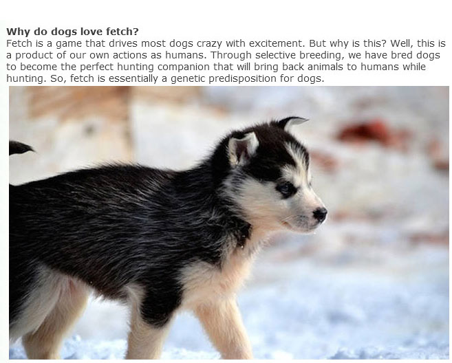 Everything You Ever Wanted To Know About Dogs (9 pics)