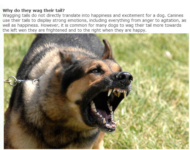 Everything You Ever Wanted To Know About Dogs (9 pics)