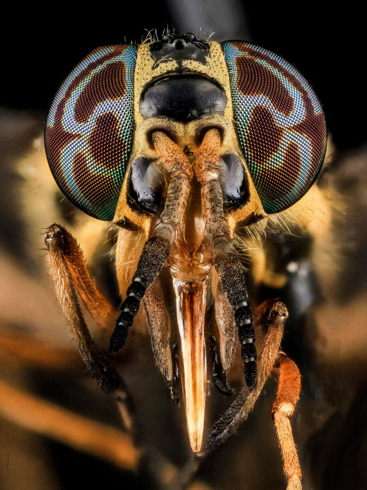 These Incredible Close Ups Show Insects In A Different Light (25 pics)