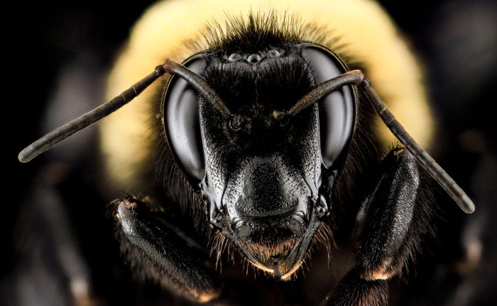 These Incredible Close Ups Show Insects In A Different Light (25 pics)