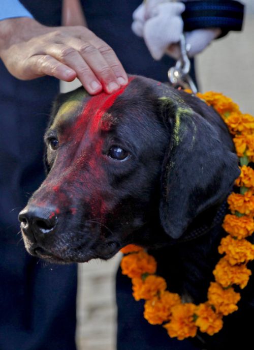 Nepal Has An Entire Festival That's All About Celebrating Dogs (9 pics)