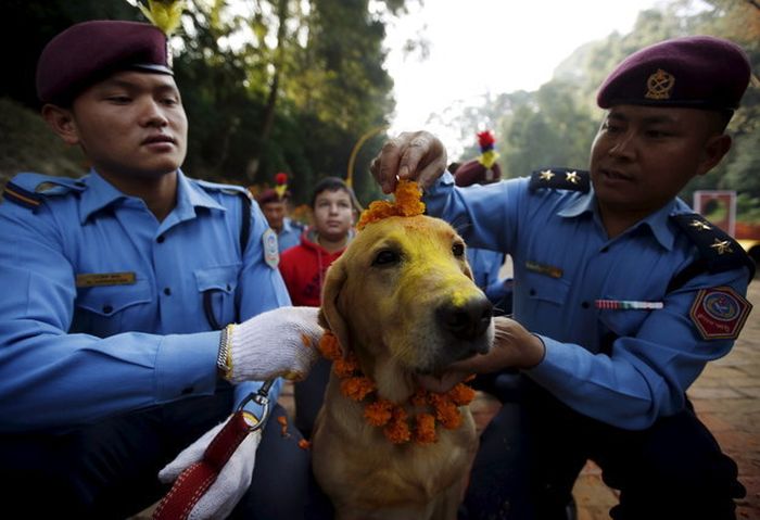 Nepal Has An Entire Festival That's All About Celebrating Dogs (9 pics)