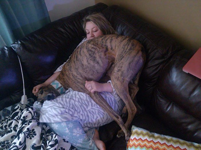 These Dogs Would Be Happy To Invade Your Personal Space (36 pics)