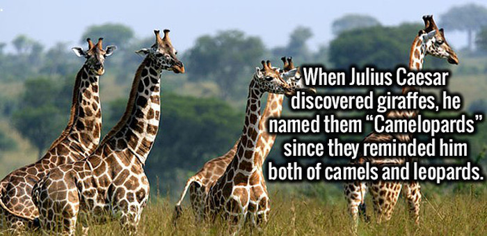 Interesting Facts To Amuse Your Brain And Make You Think (20 pics)
