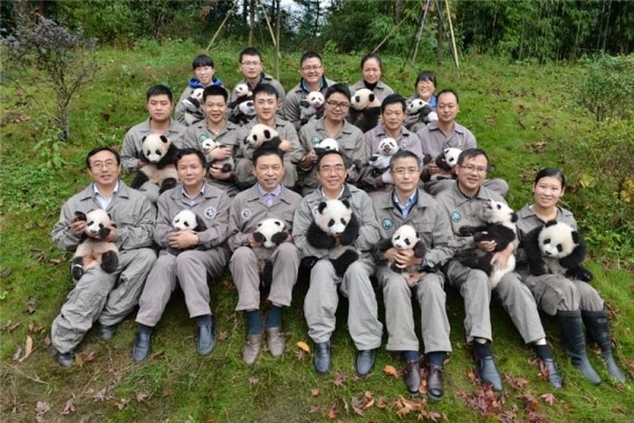 This Family Of Pandas Is Adorable (9 pics)