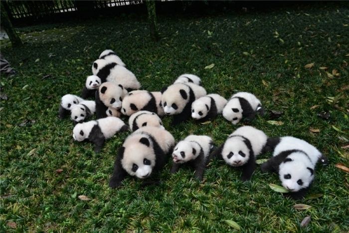 This Family Of Pandas Is Adorable (9 pics)