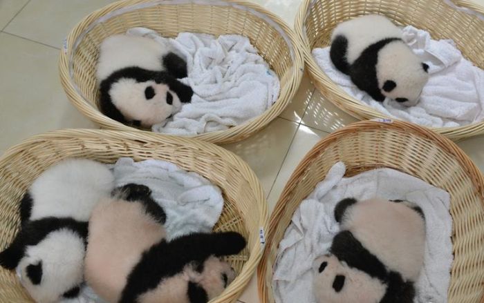 This Family Of Pandas Is Adorable (9 pics)