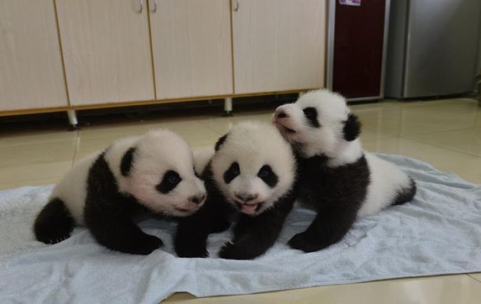 This Family Of Pandas Is Adorable (9 pics)