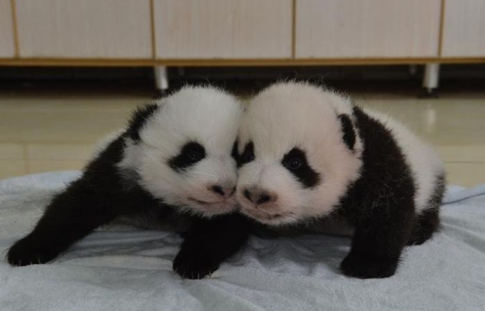 This Family Of Pandas Is Adorable (9 pics)