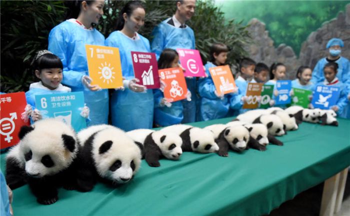 This Family Of Pandas Is Adorable (9 pics)