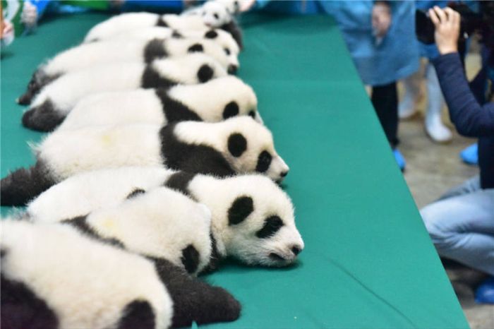 This Family Of Pandas Is Adorable (9 pics)