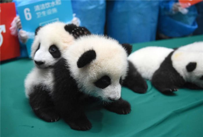 This Family Of Pandas Is Adorable (9 pics)