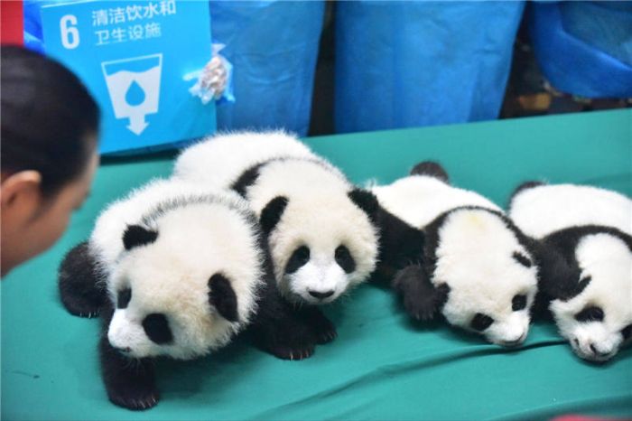 This Family Of Pandas Is Adorable (9 pics)