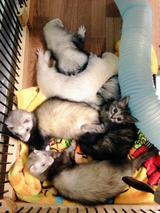Kitten Now Thinks Its A Ferret After Being Adopted By A Ferret Family (12 pics)