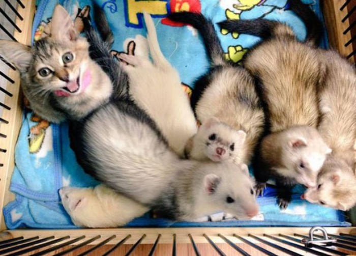 Kitten Now Thinks Its A Ferret After Being Adopted By A Ferret Family (12 pics)