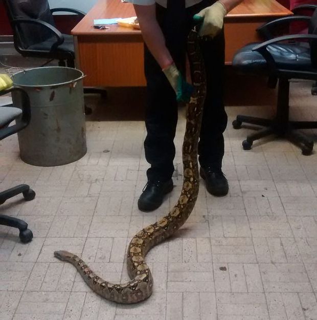 Massive Six Foot Snake Found In A London Park (4 pics)