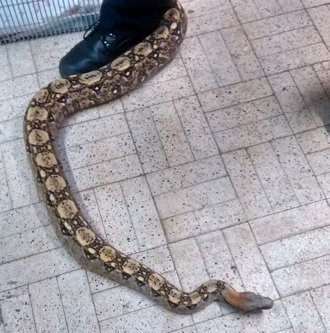 Massive Six Foot Snake Found In A London Park (4 pics)