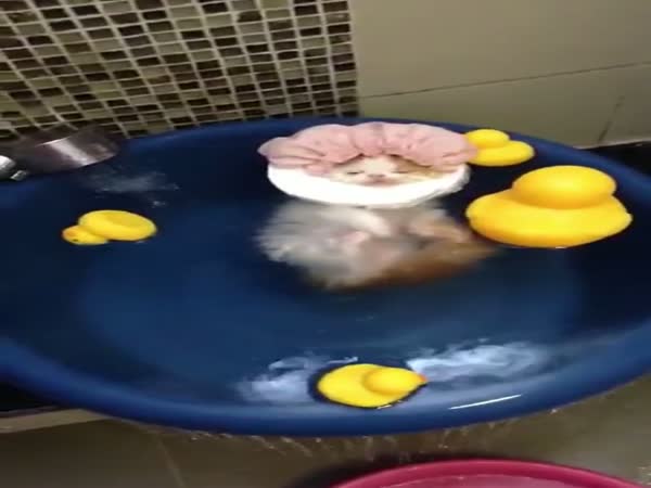 Cat SPA