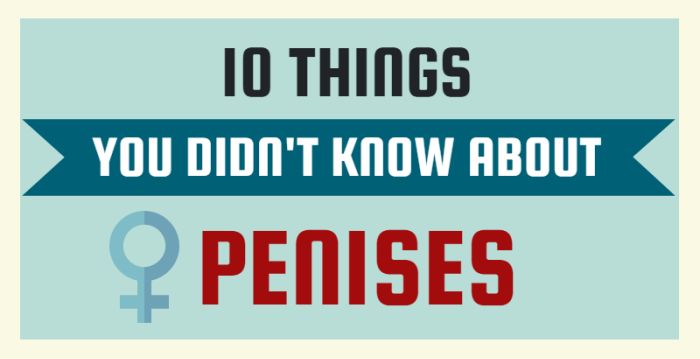 10 Important Things You Probably Didn't Know About Penises (infographic)