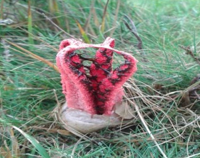Watch Out For The Devil's Fingers In The Forest (4 pics)