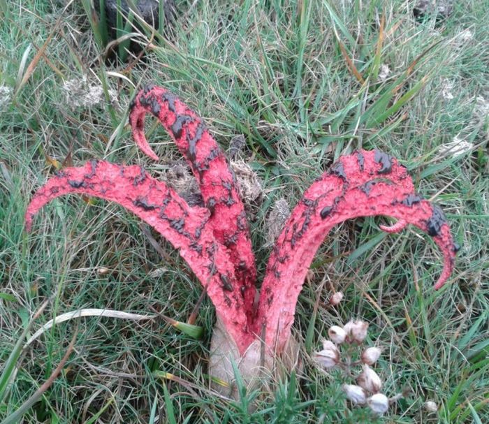 Watch Out For The Devil's Fingers In The Forest (4 pics)