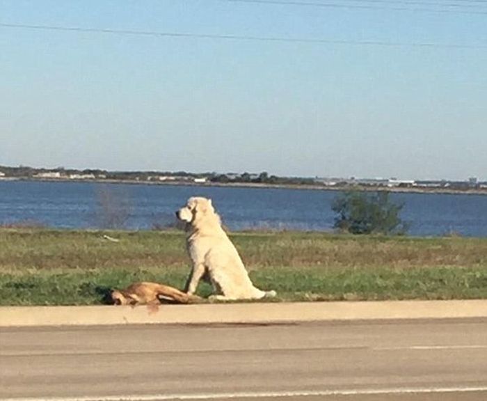 Dallas Dog Stands Guard After His Friend Was Hit By A Car (4 pics)