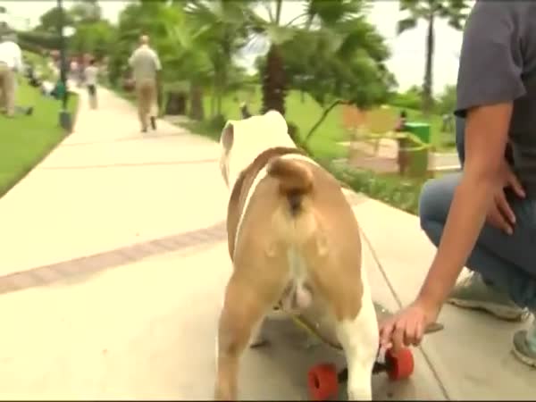 Otto the Skateboarding Bulldog Breaks a World Record