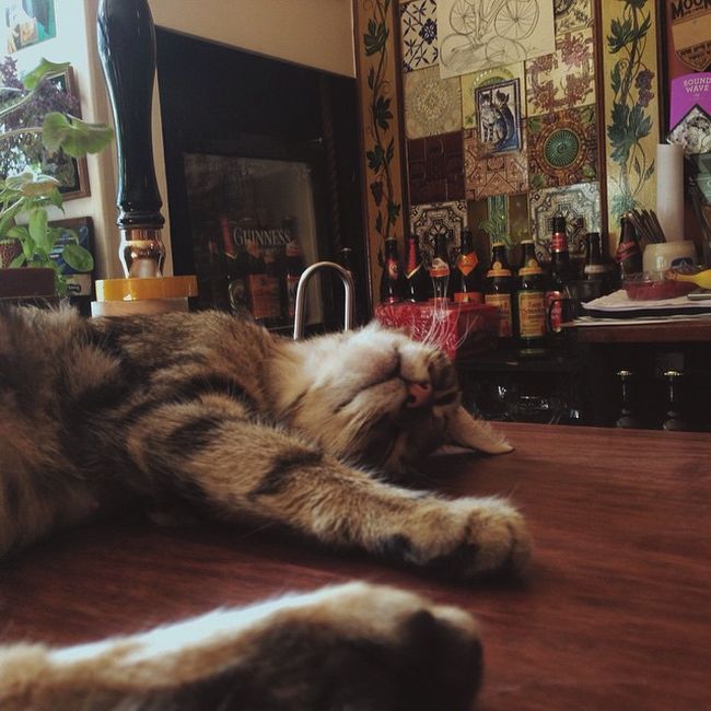 Now You Can Drink With Cats At This Cat Pub In The UK (8 pics)