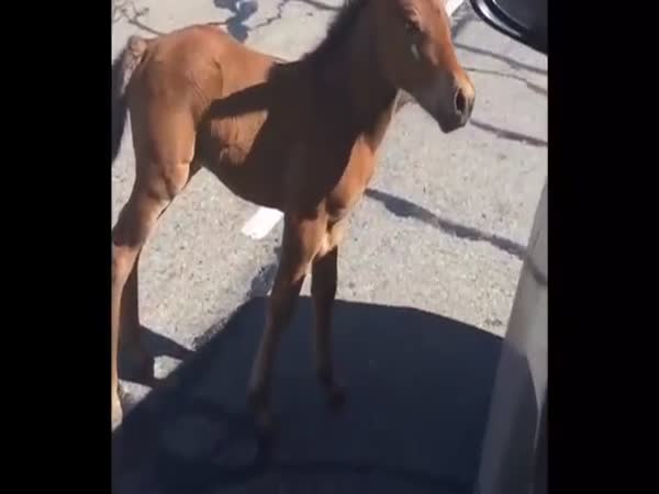 Helping A Baby Horse On The Road