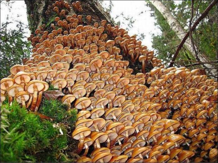 Acid Picdump (110 pics)