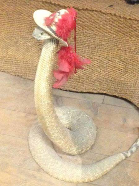 Acid Picdump (110 pics)