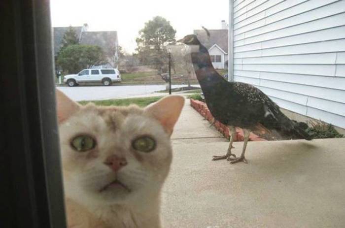 Acid Picdump (110 pics)