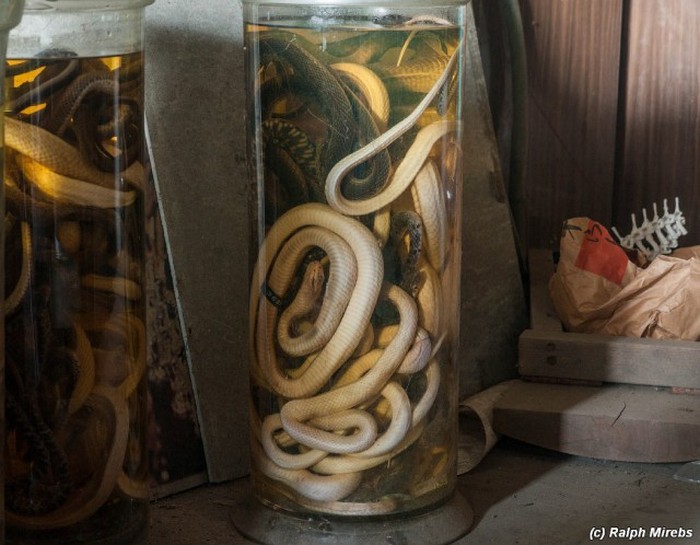 Japan Has A Room Filled With Dead Snakes (34 pics)