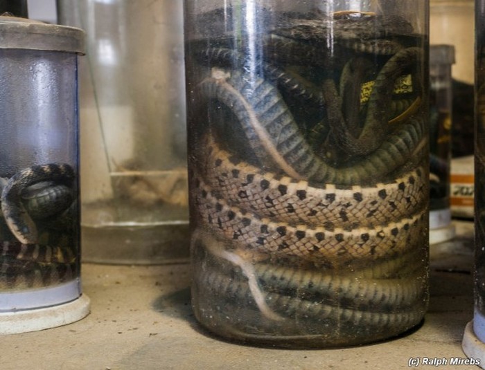 Japan Has A Room Filled With Dead Snakes (34 pics)