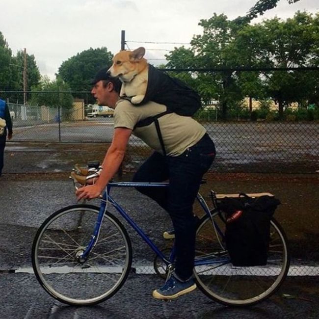 Dogs Are The Most Fun And Loyal Pets Ever (28 pics)