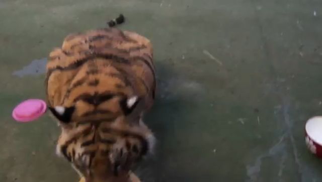 Tiger Eating