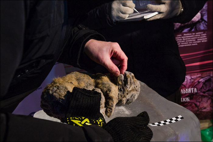 12,000 Year Old Frozen Cats Found In The Siberian Cold (14 pics)